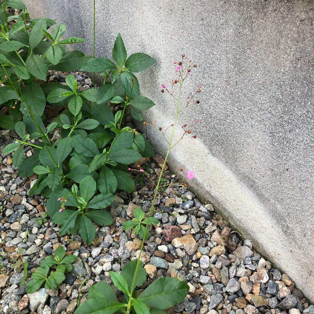 サンジソウ 三時草 の投稿画像 By ぷらむはにぃさん 月6月28日 Greensnap グリーンスナップ