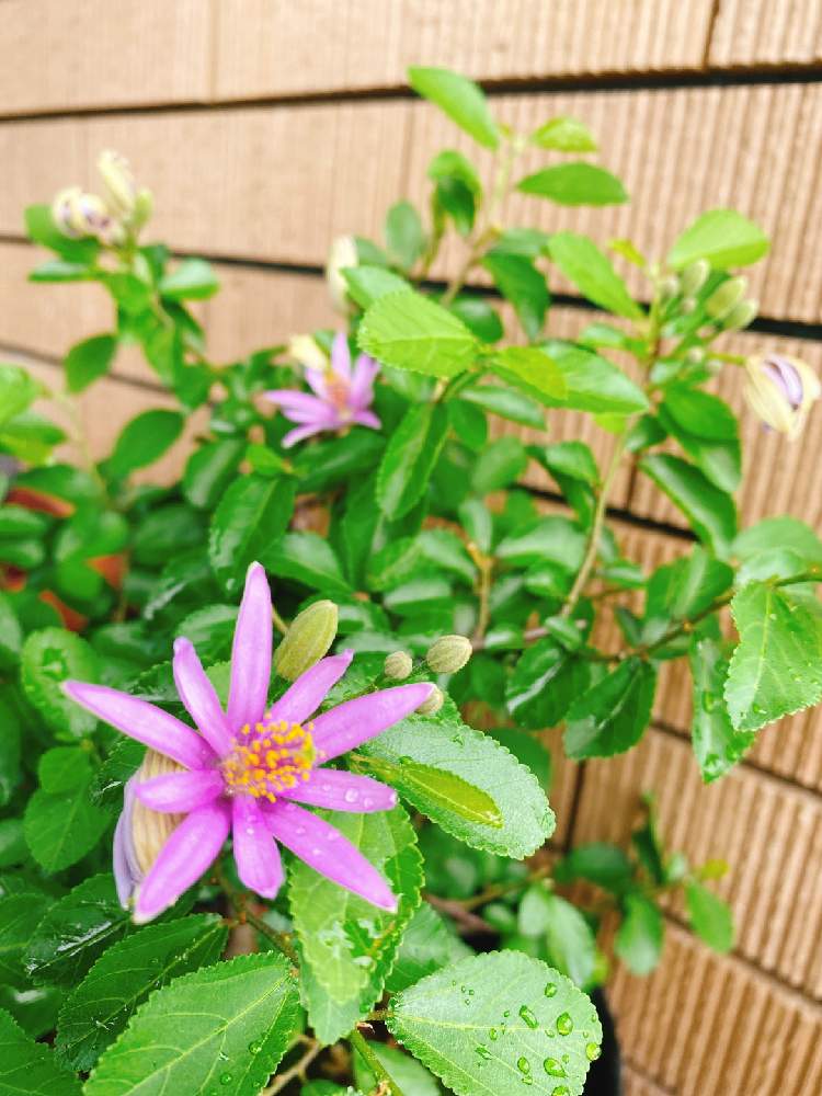 睡蓮木の投稿画像 By Makidonさん 睡蓮木 とおうち園芸 月6月28日 Greensnap グリーンスナップ