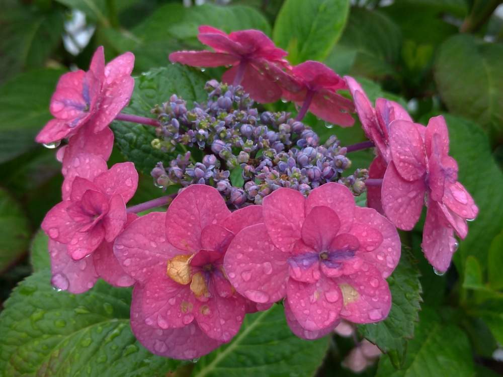 山野草の投稿画像 By ドロップさん ピンクの花と紫陽花 アジサイ あじさいと花のある暮らしとガクアジサイと山野草とピンクの花と紫陽花 アジサイ あじさいと花のある暮らし 月6月28日 Greensnap グリーンスナップ Greensnap グリーンスナップ 山野草の投稿画像 By ドロップさん ピンクの花と紫陽花 アジサイ あじさいと花のある暮らしとガクアジサイと山野草とピンクの花と紫陽花 アジサイ あじさいと花のある暮らし 月6月28日 Greensnap グリーンスナップ Greensnap グリーンスナップ