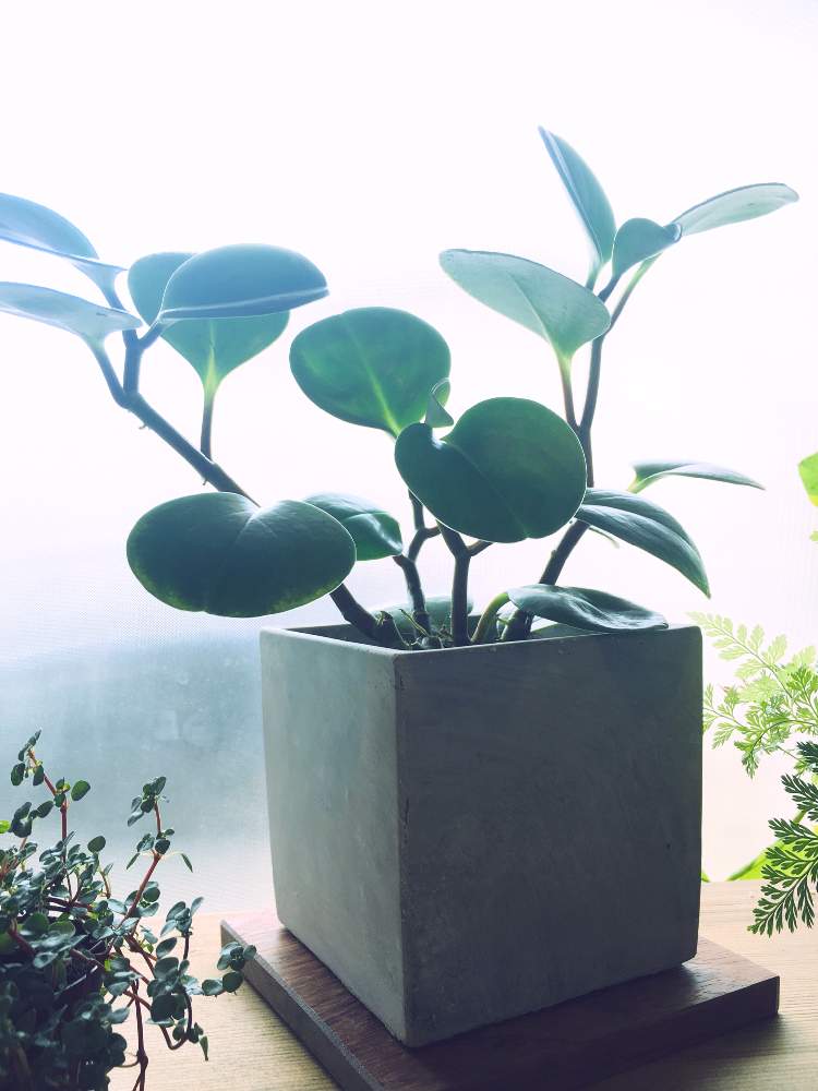 ペペロミア オブツシフォリアの投稿画像 By Takuさん Unlimited Naturalとp Obtusifoliaとエントランスとunlimitednaturalと熱帯植物男子と植物男子と薔薇男子と観葉植物男子とおうちde菜園と迷彩葉とおうち園芸と珍奇植物と多肉女子と班入り葉好きと斑入り葉っぱ