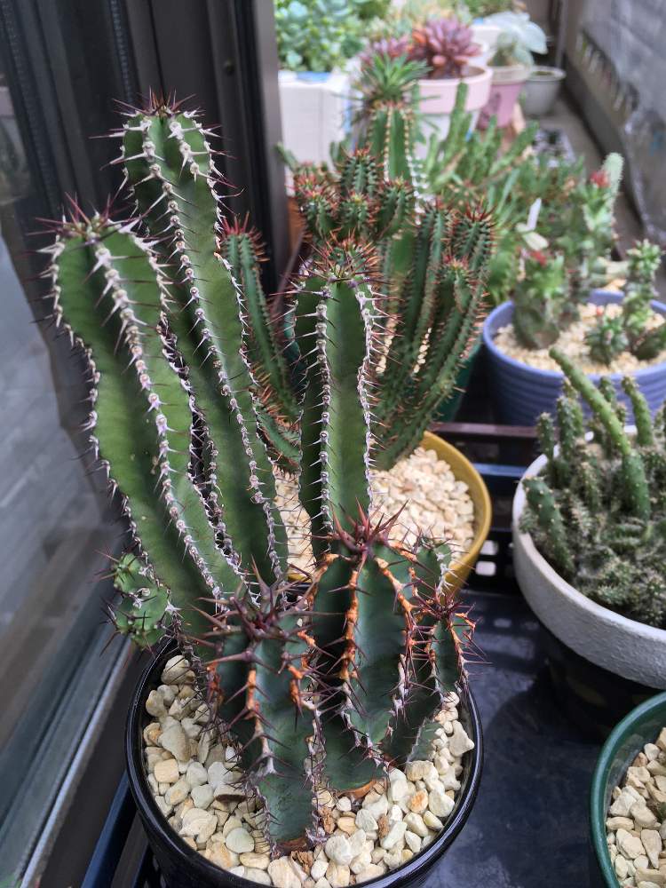 ユーフォルビア クーペリーの投稿画像 By サボサボさん 救済品と多肉植物と多肉男子とユーホォルビア クーペリーとgs日和と多肉植物とサボテンと ユーフォルビア属 とユーフォルビア 月6月28日 Greensnap グリーンスナップ