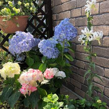 あじさい 白寿紅の投稿画像一覧 Greensnap グリーンスナップ