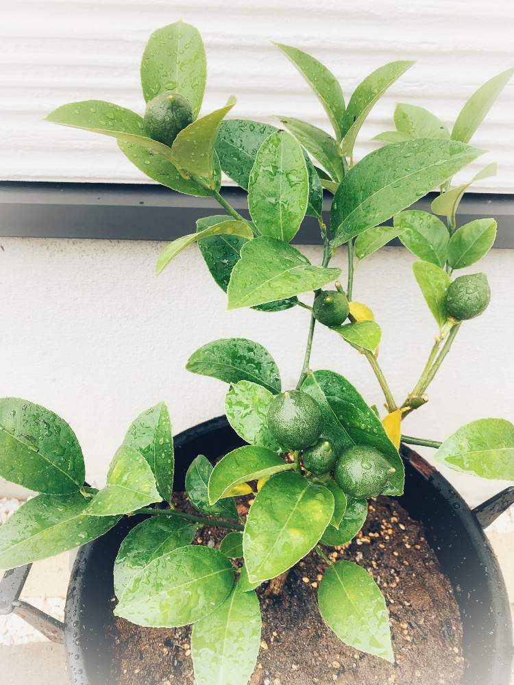 レモンの投稿画像 By みちょさん 観葉植物とおうちde菜園とおうち園芸とハーブとガーデニング初心者とガーデニングとお花 月6月28日 Greensnap グリーンスナップ