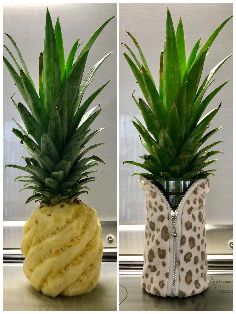 パイナップルの投稿画像 By Ruddyさん パインあたま倶楽部とおうちde菜園とおうち園芸と水耕栽培と珍奇植物と家庭菜園奮闘日記とpwフォトコン 月6月28日 Greensnap グリーンスナップ