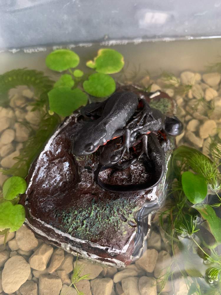 マツモの投稿画像 By Trgeさん アマゾンフロッグピットとアカハラ イモリとプチ アヌビアスナナと水草と成長記録とアカハライモリ 月6月28日 Greensnap グリーンスナップ