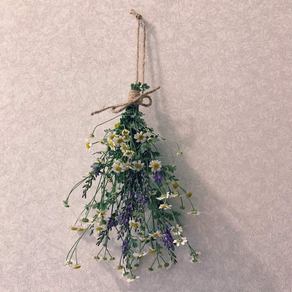 ラベンダー グロッソの投稿画像 By まめさん タナセタム ジャックポットと部屋とドライフラワーとドライフラワー 月6月28日 Greensnap グリーンスナップ Greensnap グリーンスナップ