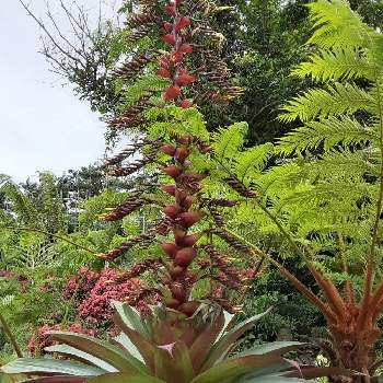 皇帝アナナスの投稿画像一覧 Greensnap グリーンスナップ