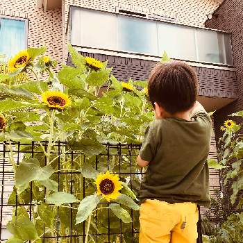 夏だ！向日葵！の画像 by まりこさん | 玄関とひまわり祭りとおうちde菜園とおうち園芸とすくすく育ってね♬と夏だ！向日葵！とみんな元気になれますように