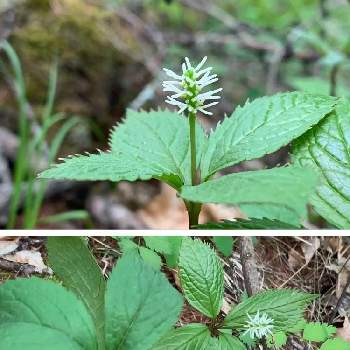ヒトリシズカの育て方 種まき時期は 日当たりや水やり加減は Greensnap グリーンスナップ