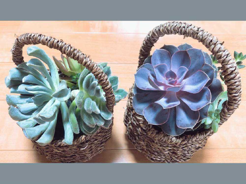 トップシータービー成長記録｜🍀GreenSnap（グリーンスナップ）