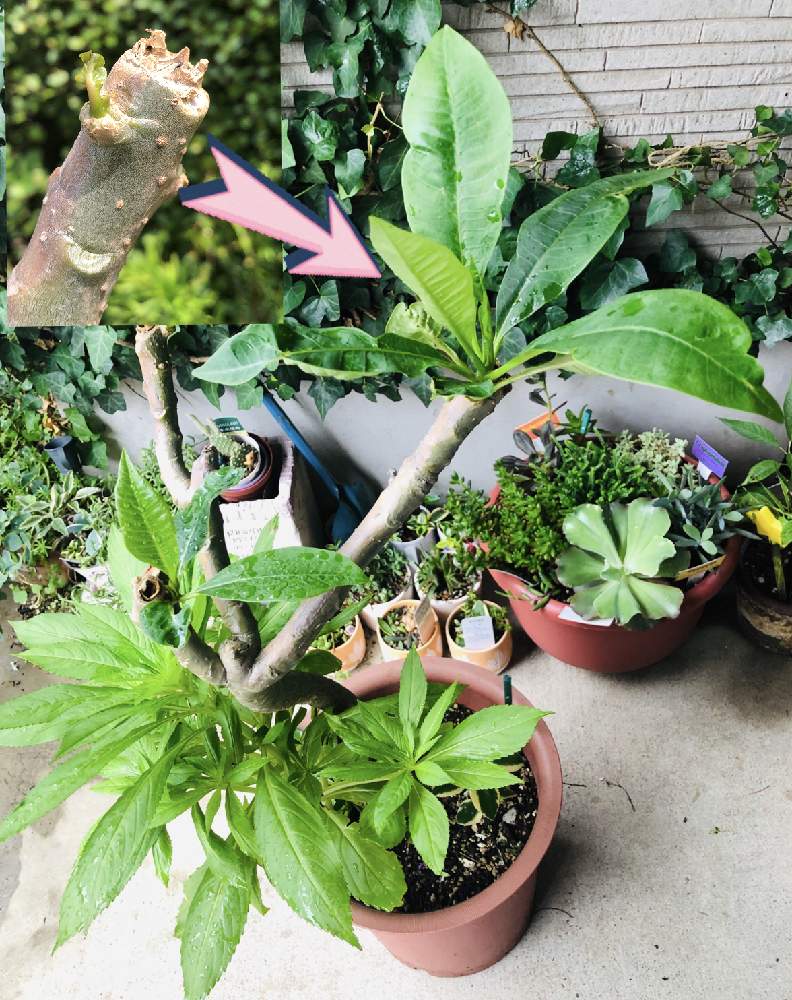 ホウセンカ 育ち 方 ホウセンカの育て方