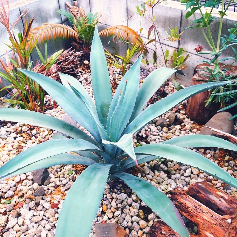 アガベ アメリカーナの投稿画像 By 砂糖シロップさん アガベ Agaveとかわった植物とアガベ地植えと多肉親父とアガベ チタノタと珍奇植物と アガベ実生と珍奇植物とagaveとアガベ大好きと珍奇ガーデニングと熱帯植物とビザールプランツとアガベ属とパイナップル科