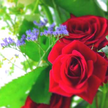 『バラとクレマチス』フォトコンの画像 by きくさん | 窓辺とばらと花のある暮らしとばら バラ 薔薇と『バラとクレマチス』フォトコン