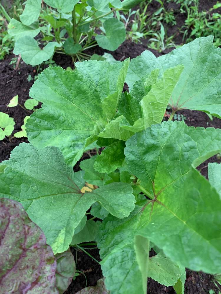 おかのりの投稿画像 By Kira Kiraさん 家庭菜園と地植えとおうち園芸とおうちde菜園 月6月28日 Greensnap グリーンスナップ