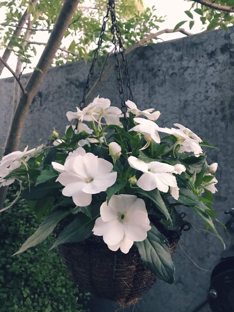 サンパチェンスの投稿画像 By ソラミさん 庭の花とおうち園芸とハンギングと自己流とホワイトガーデンとガーデニングフェスフォトコンと夏に強い花とおしゃれ と小さな庭と庭の花とおうち園芸とハンギングと自己流とホワイトガーデンとガーデニングフェスフォトコンと