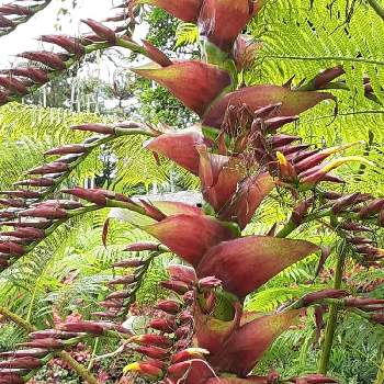 皇帝アナナスの投稿画像一覧 Greensnap グリーンスナップ