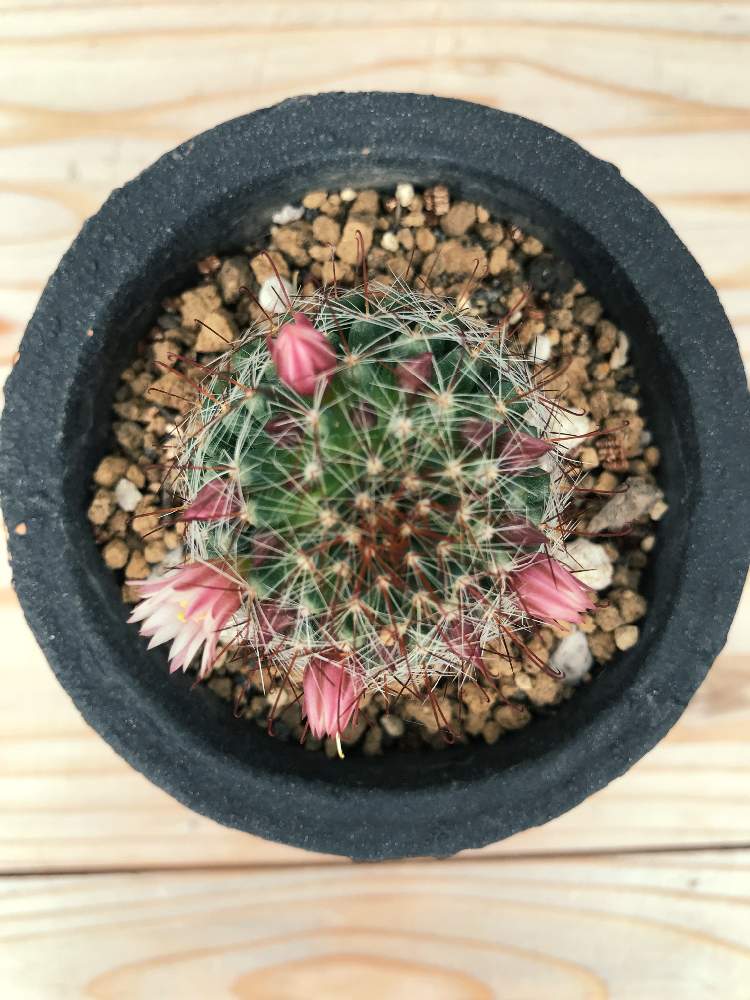 夏本番の投稿画像 By サマーさん サボテン科と観葉植物とダイソーとおうち園芸と鉢植えと群馬県とダイソー産 月6月28日 Greensnap グリーンスナップ