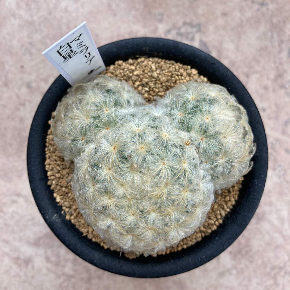 マミラリア 白星の投稿画像 By 緑の親指姫さん 多肉植物とおうち園芸と珍奇植物 月6月28日 Greensnap グリーンスナップ