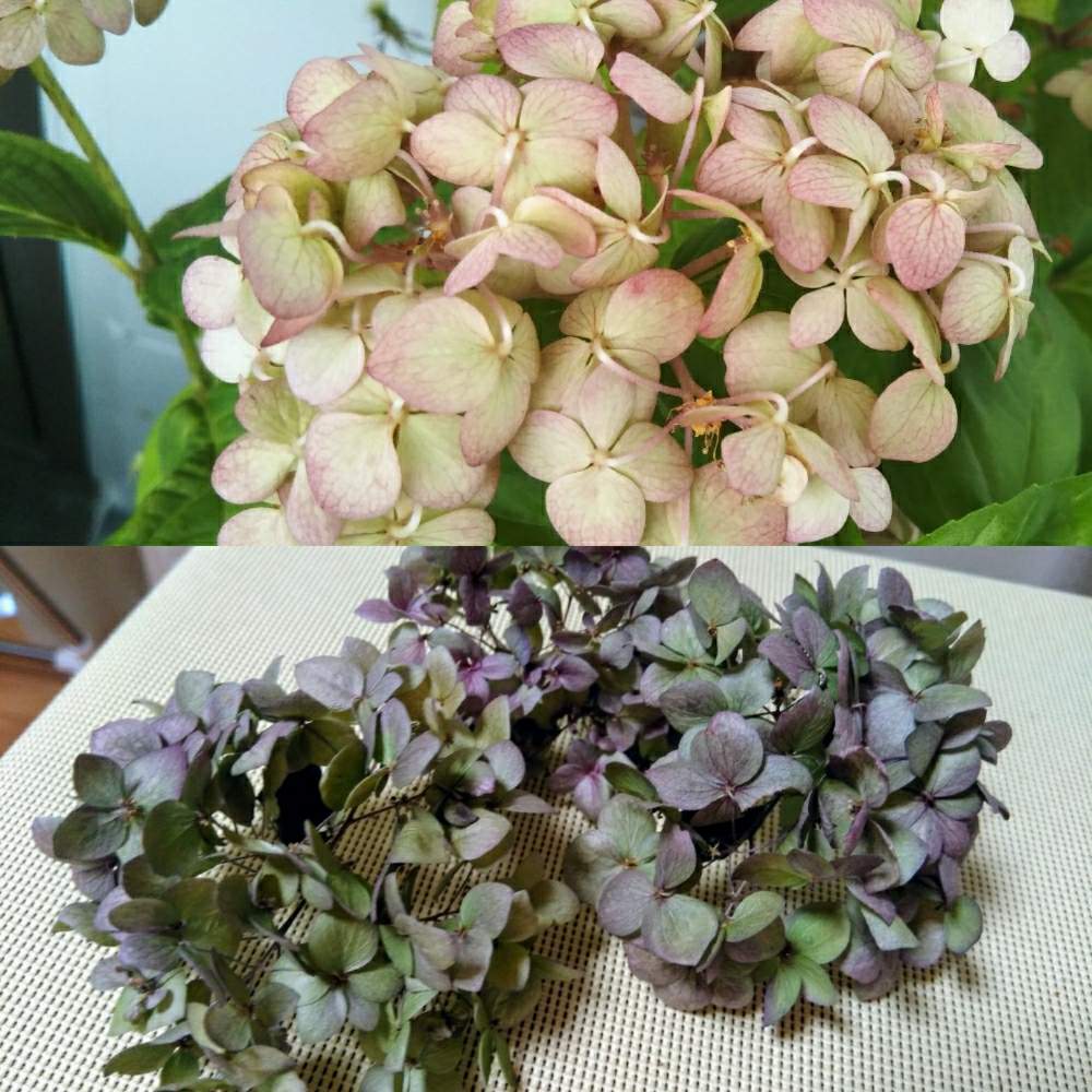 紫陽花の投稿画像 By Misarin16さん ヤマアジサイ 倉木てまりと紫陽花ドライと紫陽花ドライフラワーと倉木てまり 月6月28日 Greensnap グリーンスナップ