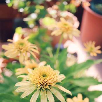 エキナセア　レモンドロップの画像 by m-hippo＊さん | エキナセア　レモンドロップとエキナセアとかわいいと花のある暮らしと黄色の花とおうち園芸