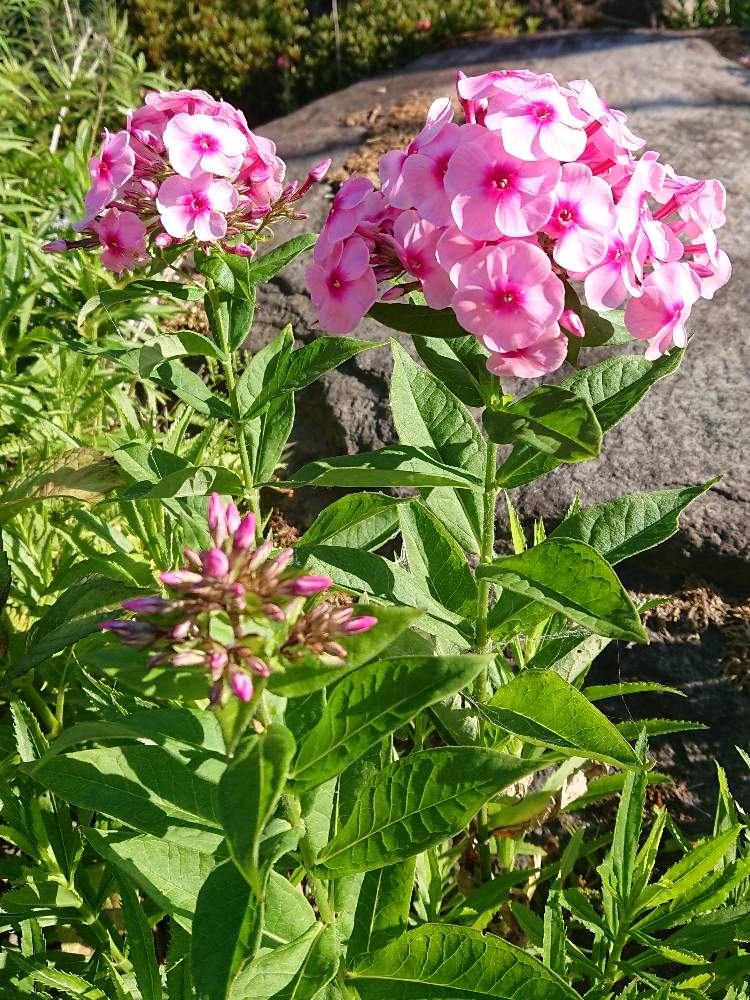 フロックスの投稿画像 By み さん 宿根フロックスとピンクの花とおうち園芸と母の花と自宅の庭と花のある暮らしと初心者 月6月29日 Greensnap グリーンスナップ
