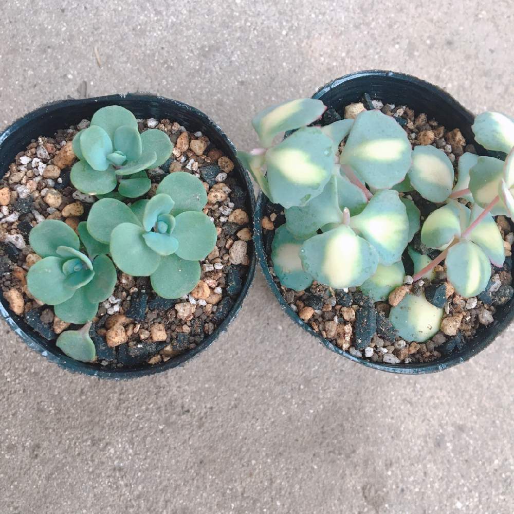 斑入りミセバヤの投稿画像 By よりちゃんさん 赤葉カラフトミセバヤ 月6月29日 Greensnap グリーンスナップ