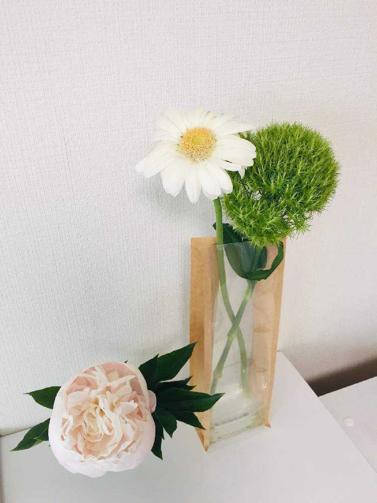 テマリソウの投稿画像 By ともよさん 芍薬とガーベラと日比谷花壇と花のある暮らしとハナノヒと切り花と一輪挿し 月6月29日 Greensnap グリーンスナップ