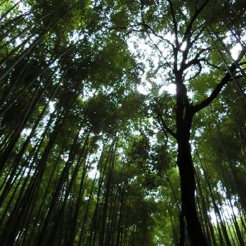 京都　嵐山の画像 by 森　森さん | お出かけ先と京都　嵐山とこんな時こそ花をと森の負けないぞ❗️と医療現場の人々に感謝