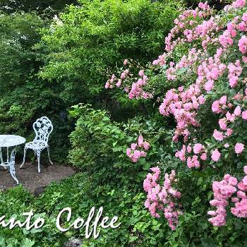 お庭好きお花好きの画像 by だんとコーヒーさん | お庭好きお花好きと小諸とナチュラルガーデンとだんとコーヒーとバラ好きと癒しの場所と長野県小諸市と花のある暮らしとお花咲く喫茶店
