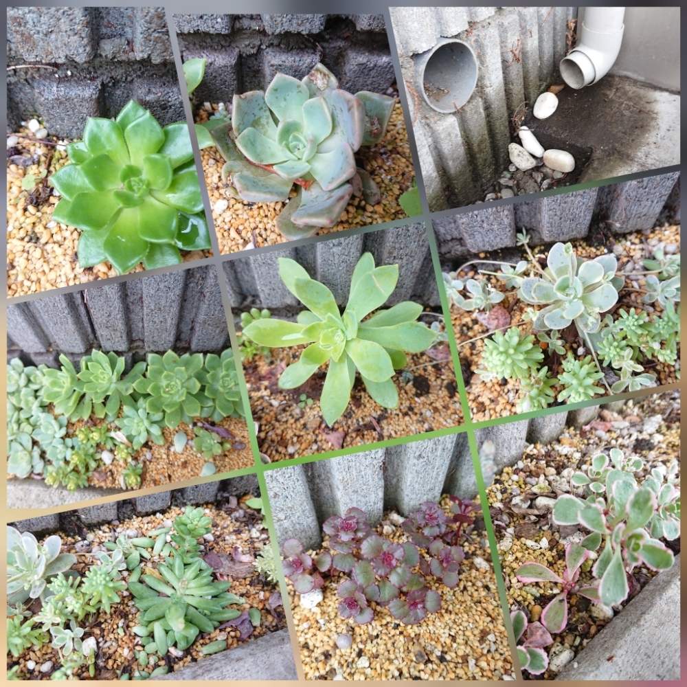 レティジアの投稿画像 By まりんさん トリカラーと白ボタンとピンクプリティと斑入りタイトゴメとマッコスと薄化粧とポスティムと斑入り子持ち蓮華とドラゴンズ ブラッドとピンクベリーと 多肉地植えと梅雨に負けないとげんき と多肉地植えと梅雨に負けないとげんき