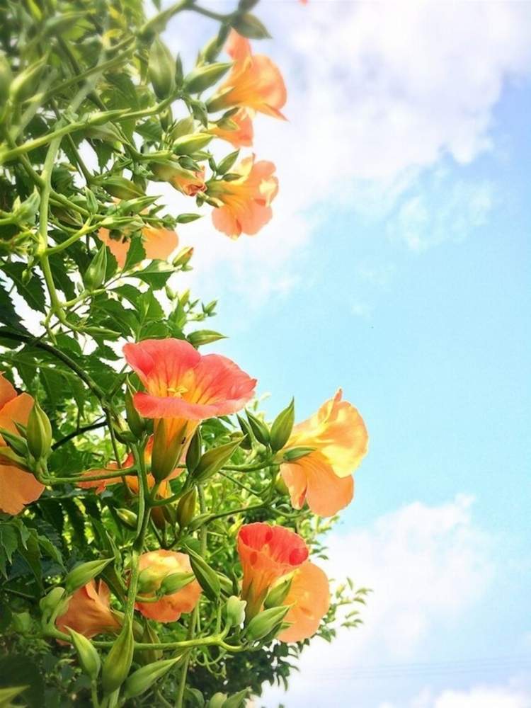 ノウゼンカズラの投稿画像 By あぽろんじいさんさん オレンジ色の花と花壇と庭木とビタミンカラーと花のある暮らし 月6月 29日 Greensnap グリーンスナップ