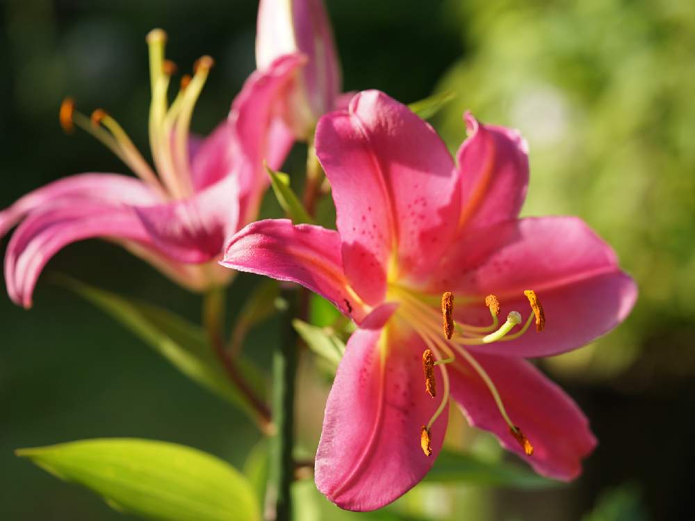 ゆりの投稿画像 By スローライフさん オリエンタルユリ タランゴとピンク ピンクとおうち園芸といい香りと私の庭と花のある暮らしと可愛いピンク色 と地植えと地植えの花 月6月29日 Greensnap グリーンスナップ