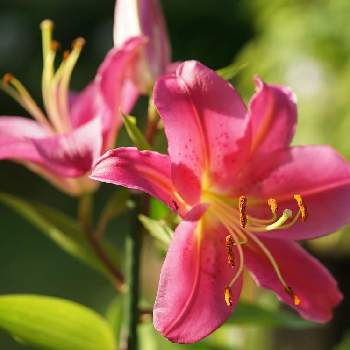 オリエンタルユリ　タランゴの画像 by スローライフさん | ゆりとオリエンタルユリ　タランゴとピンク❤︎ピンクとおうち園芸といい香りと私の庭と花のある暮らしと可愛いピンク色♡と地植えと地植えの花