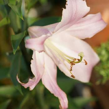 ザンベジの画像 by スローライフさん | 小さな庭とゆりとザンベジとピンク❤︎ピンクとおうち園芸といい香りと私の庭とガーデニングと花のある暮らしと可愛いピンク色♡と地植え