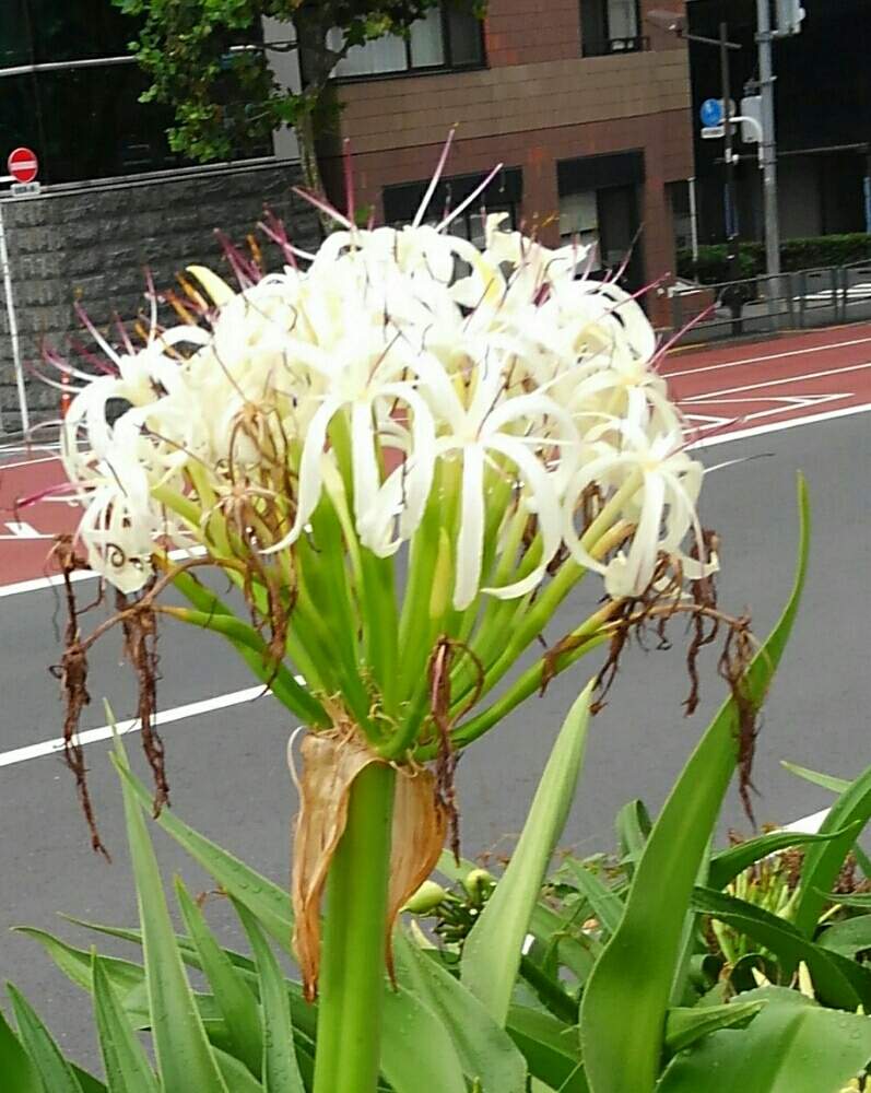 きよさんの投稿画像 月6月29日 Greensnap グリーンスナップ