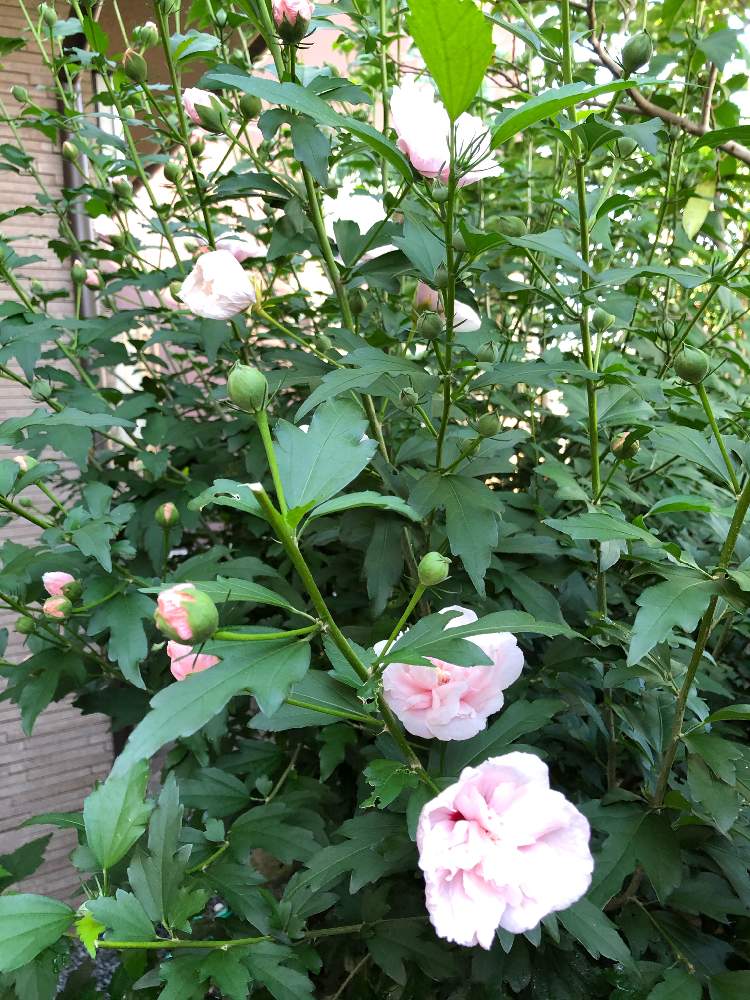 ムクゲ 八重咲き の投稿画像 By ランさん 花のある暮らしとおうち園芸 月6月29日 Greensnap グリーンスナップ