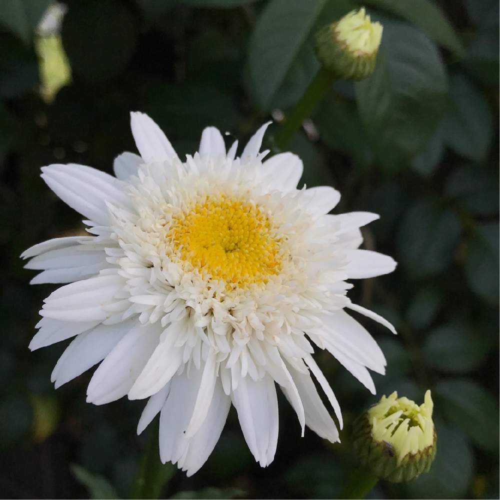 小さな庭の投稿画像 By 苺さん シャスターデージーフィオーナゴーヒルと手作りの庭とお気に入り とgs映えと植物だいすきとおうち園芸と順調とシャスター デージー と花のある暮らしとシャスターデージーフィオーナゴーヒルと手作りの庭とお気に入り とgs映えと植物