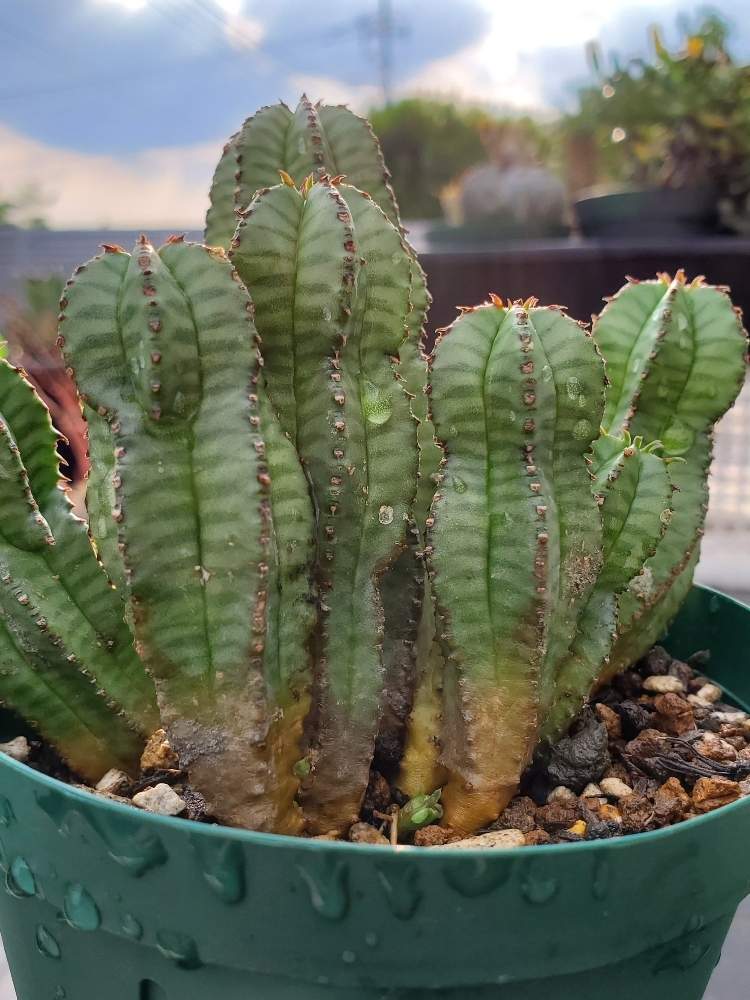 アノプリアの投稿画像 By Nanaminさん 多肉植物と夏型とタニラーとユーフォルビアとユーフォルビア アノプリア 月6月29日 Greensnap グリーンスナップ