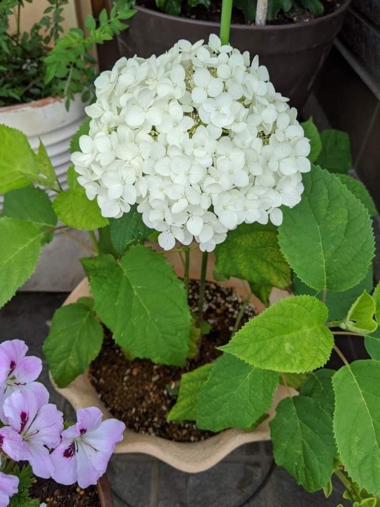 アナベルの投稿画像 By Ks2aさん 幸せと癒やしとお花に囲まれて暮らしたいときれいとおうち園芸と鉢植えと花のある暮らしとかわいいと玄関先とやっぱり花が好き とstay Home 月6月29日 Greensnap グリーンスナップ