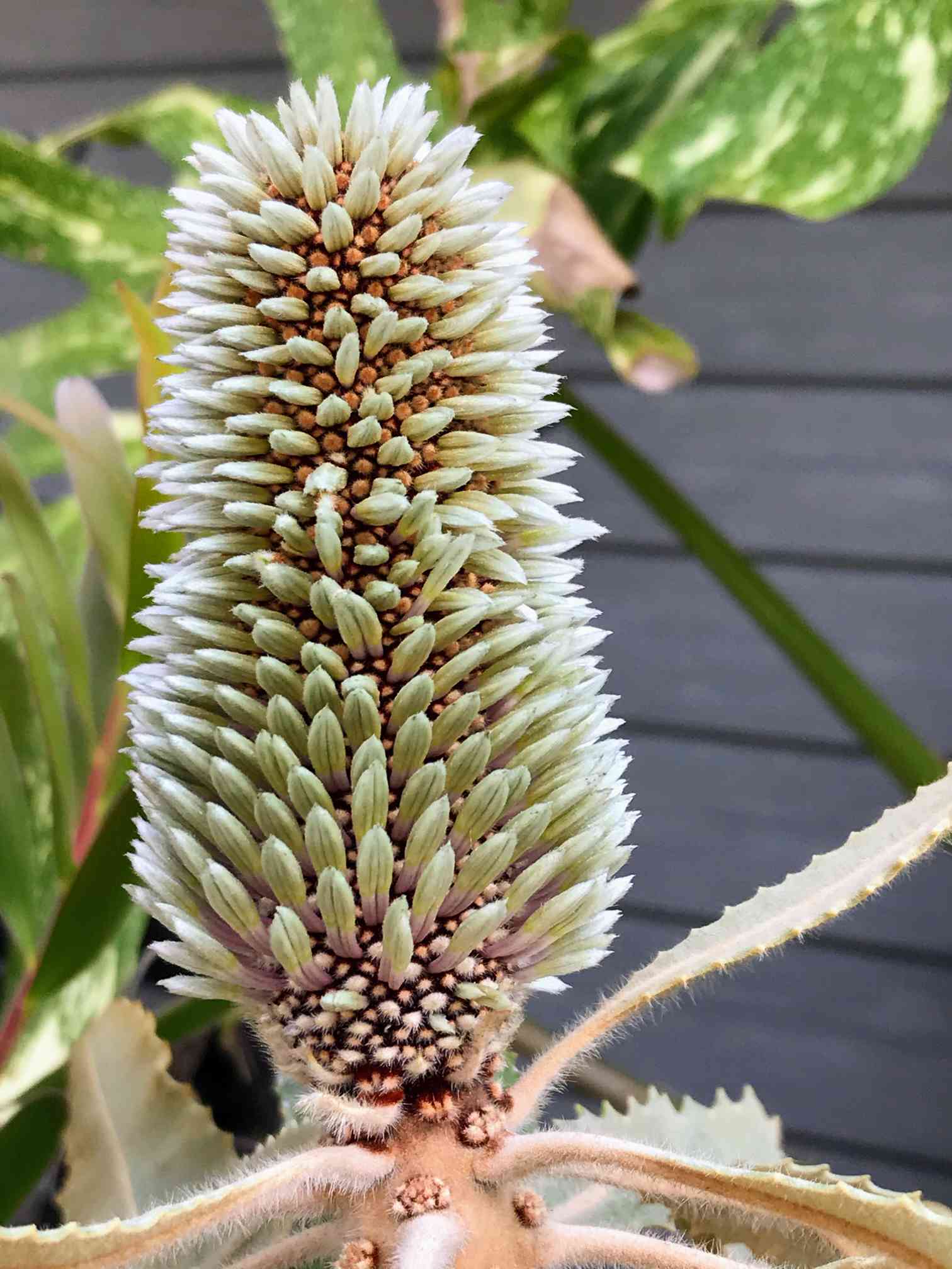 バンクシアメンジーシー