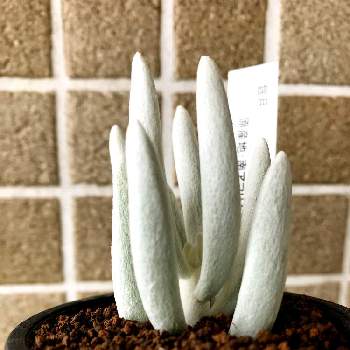 白い毛の生えた多肉の投稿画像一覧 Greensnap グリーンスナップ