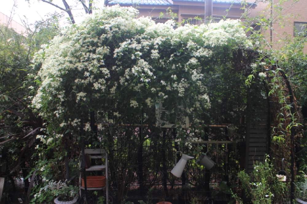 センニンソウ 仙人草 の投稿画像 By そのこさん クレマチス 地植えとマンション専用庭と小さな庭とクレマチス 地植えとマンション専用庭 月6月29日 Greensnap グリーンスナップ Greensnap グリーンスナップ