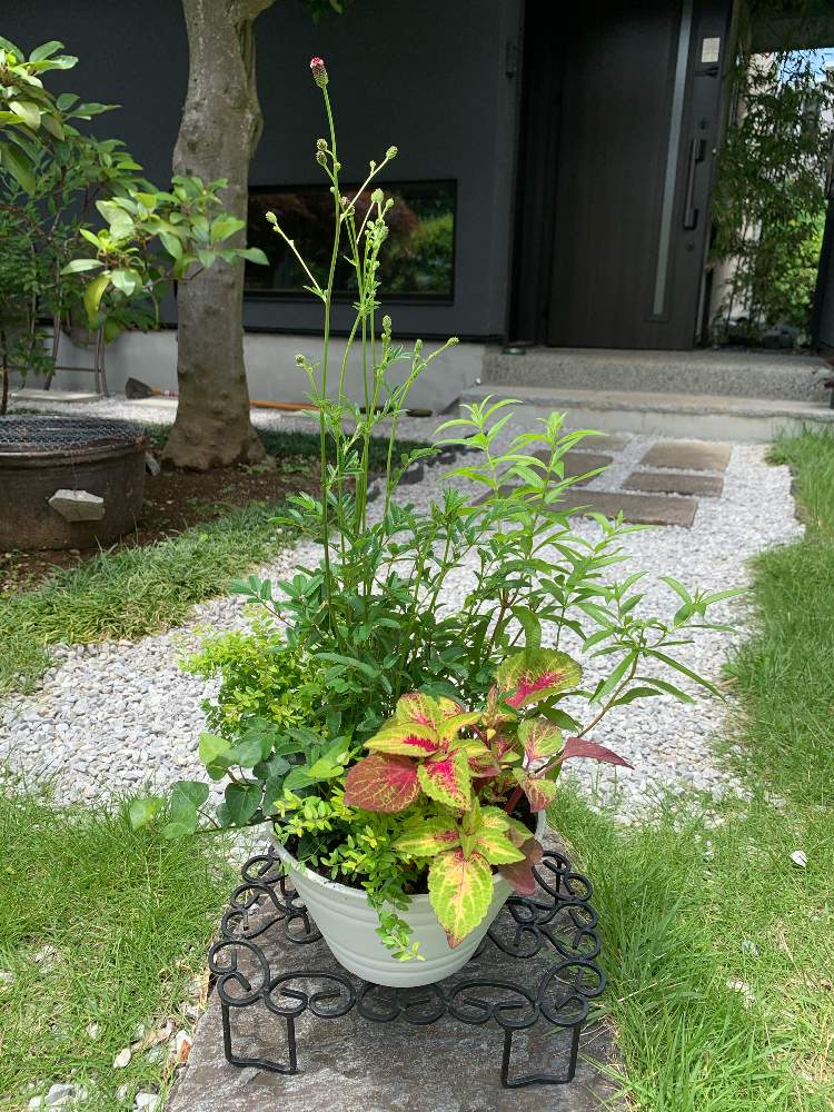 割引発見 多肉植物 ♡いちご♡ 寄せ植えプランター 植木鉢 ガーデン