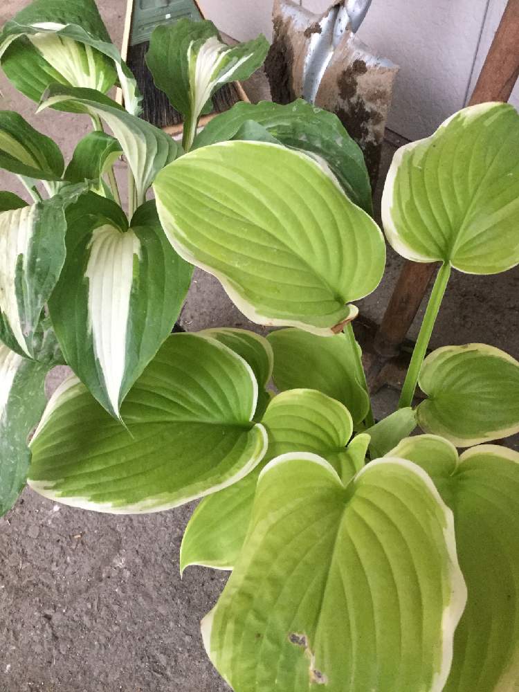 ボロ花壇再生記 Greensnap グリーンスナップ