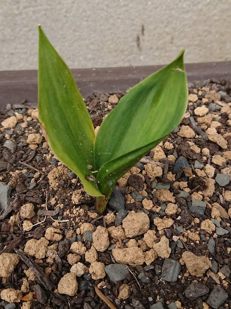 花のある暮らしの投稿画像 By りんご୨୧さん 玄関の外とおうち園芸 月6月29日 Greensnap グリーンスナップ