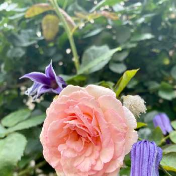 『バラとクレマチス』フォトコンの画像 by wakoさん | フェンスとクレマチスとバラとピエールドゥロンサールとクレマチスロウグチとばら バラ 薔薇と薔薇愛同盟とクレマチス♬と『バラとクレマチス』フォトコンと花のある暮らしとやっぱり花が好き♡