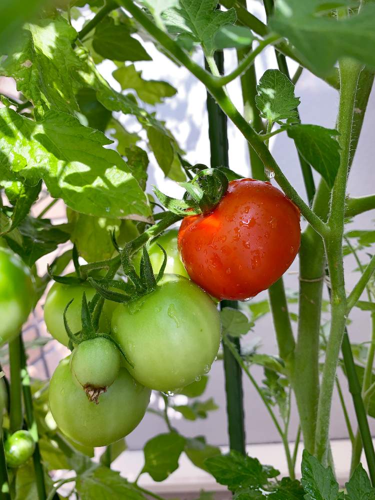 中玉トマトの投稿画像 By みーさん 中玉トマトとおうちde菜園とおうち園芸と支柱とベランダ菜園と夏野菜と賃貸ガーデニングとマクロレンズシリーズ水滴編 月6月29日 Greensnap グリーンスナップ