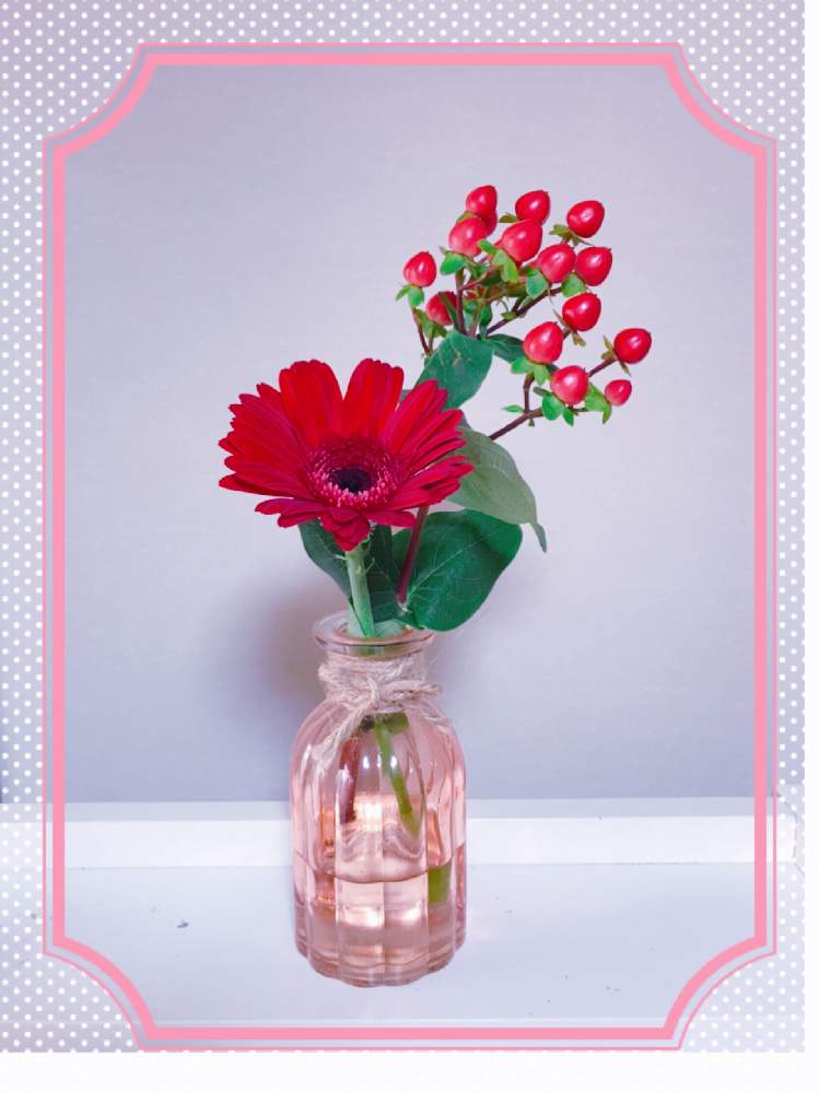 ガーベラの投稿画像 By 723popoさん ヒペリカムと私の好きなものとお気に入り と可愛い と切り花を楽しむとお花を見て元気と赤い花といやし と石同好会no 66 月6月29日 Greensnap グリーンスナップ