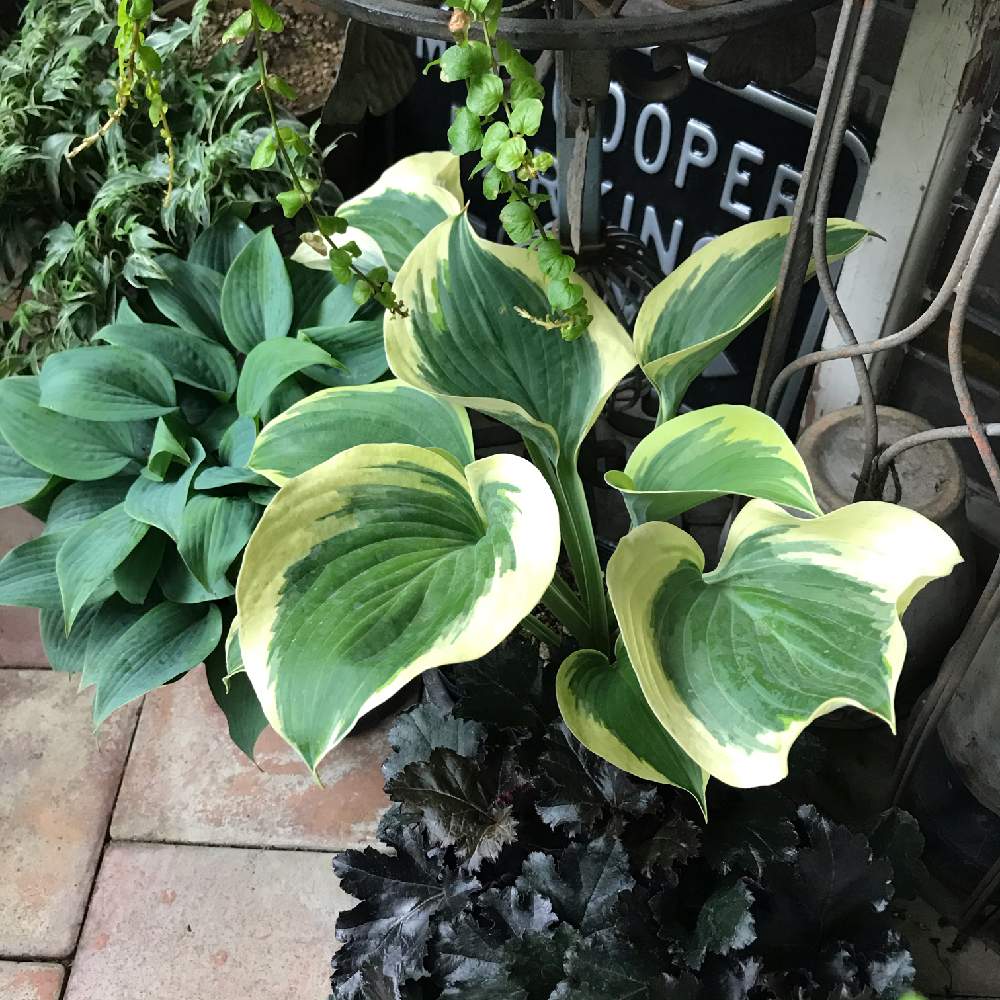 ホスタ リバティの投稿画像 By Mamisazさん カラーリーフと半日陰とシェードガーデンとベランダガーデンと日陰とマンション暮らしと半日陰のベランダ 月6月29日 Greensnap グリーンスナップ