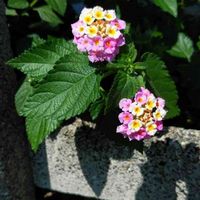 ランタナの画像